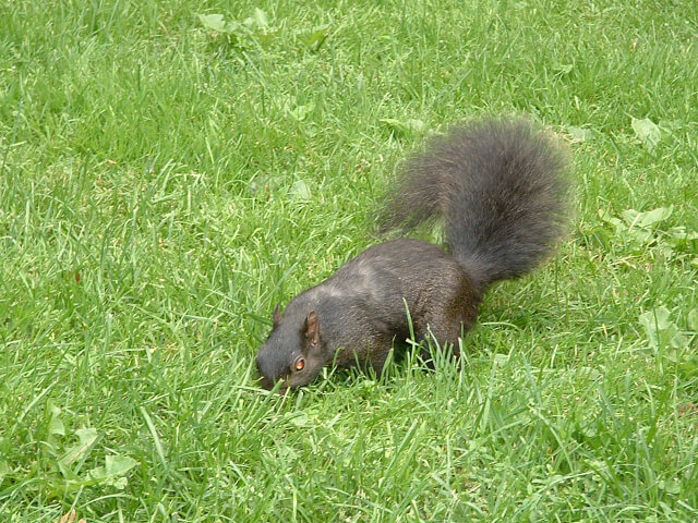 Dark squirrel